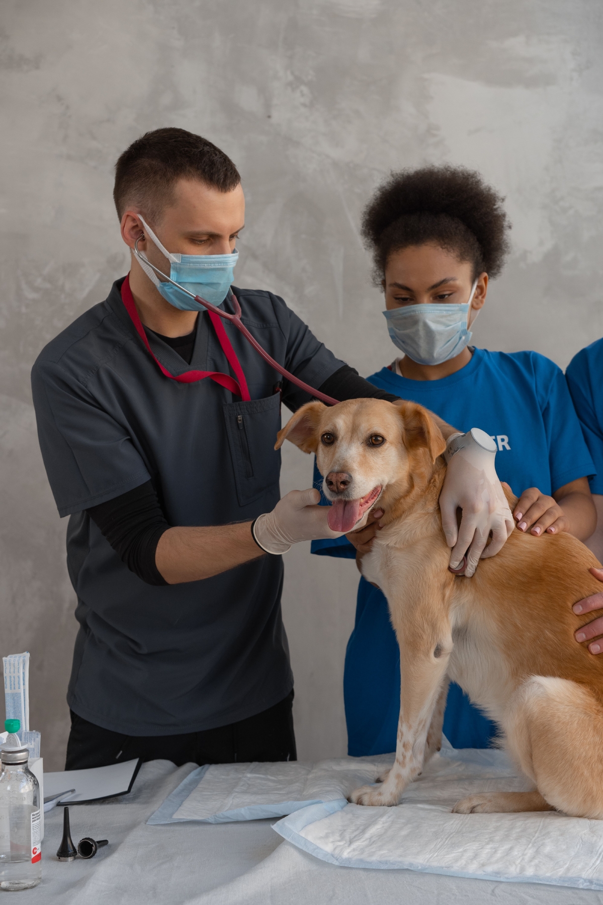 Personal veterinario revisando a un perro